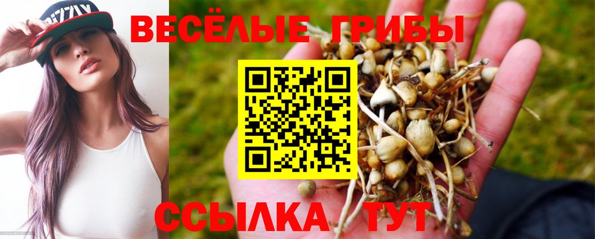 где купить наркотик  Вход с VPN  Новокубанск  Псилоцибиновые грибы GOLDEN TEACHER 